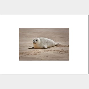 White common seal (Phoca vitulina) pup Posters and Art